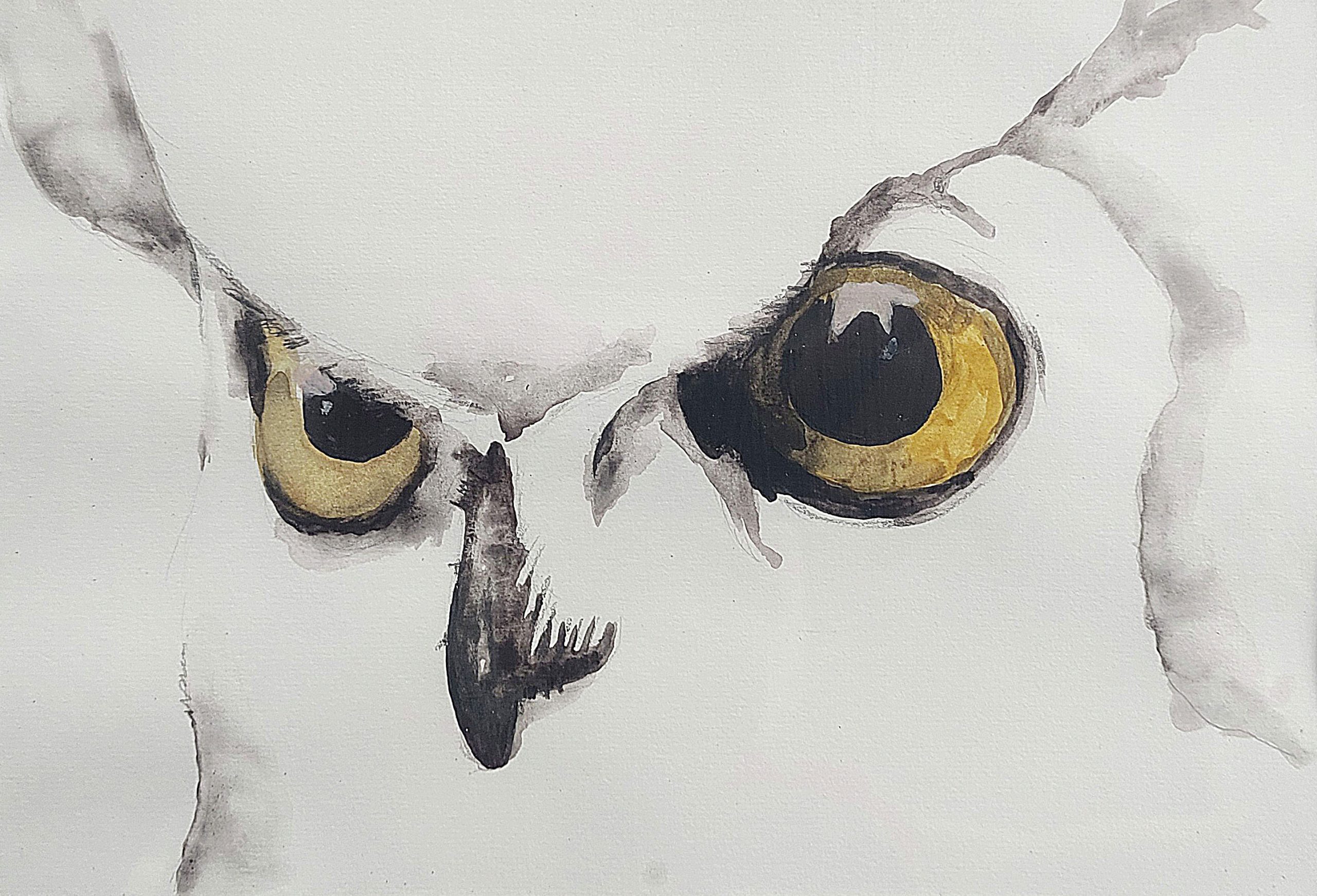 owl1-1